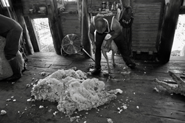 Steam Plains Shearing 022700 © Claire Parks Photography 